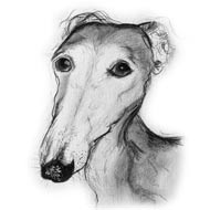 greyhound, whippet, lurcher,