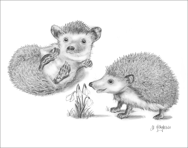 hedgehogs, snowdrop, wake up, spring is here!