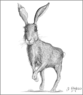 hopping hare by al hayball, pencil study,