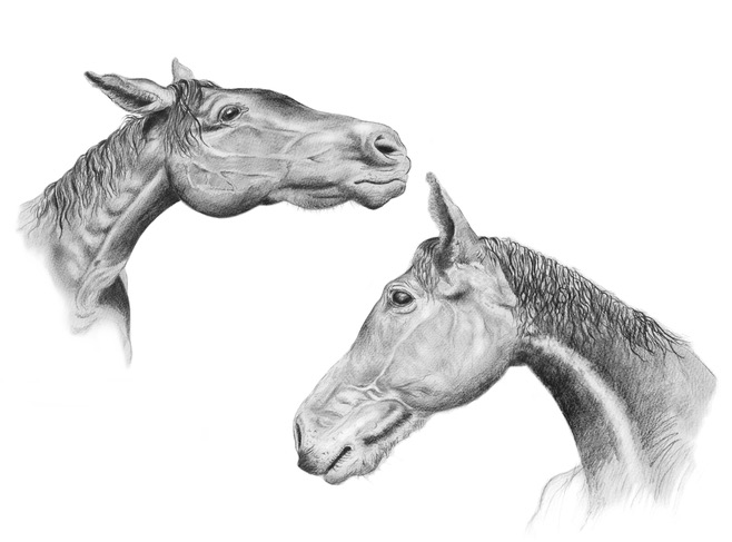 horse whisperer, horse art, pencil study,