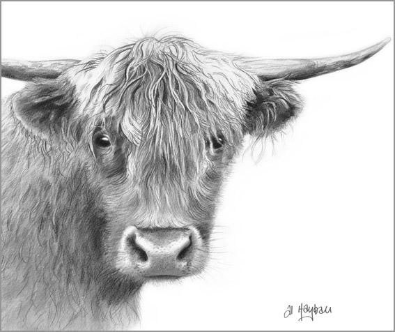 west highland cattle,