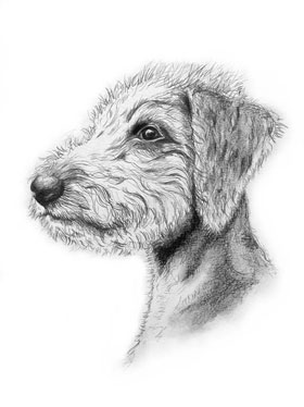 al hayball pencil study of Matilda Whiplington,