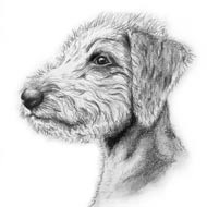 bedlington, deerhound. irish wolfhound lurcher,