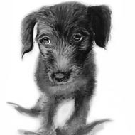 bedlington puppy,